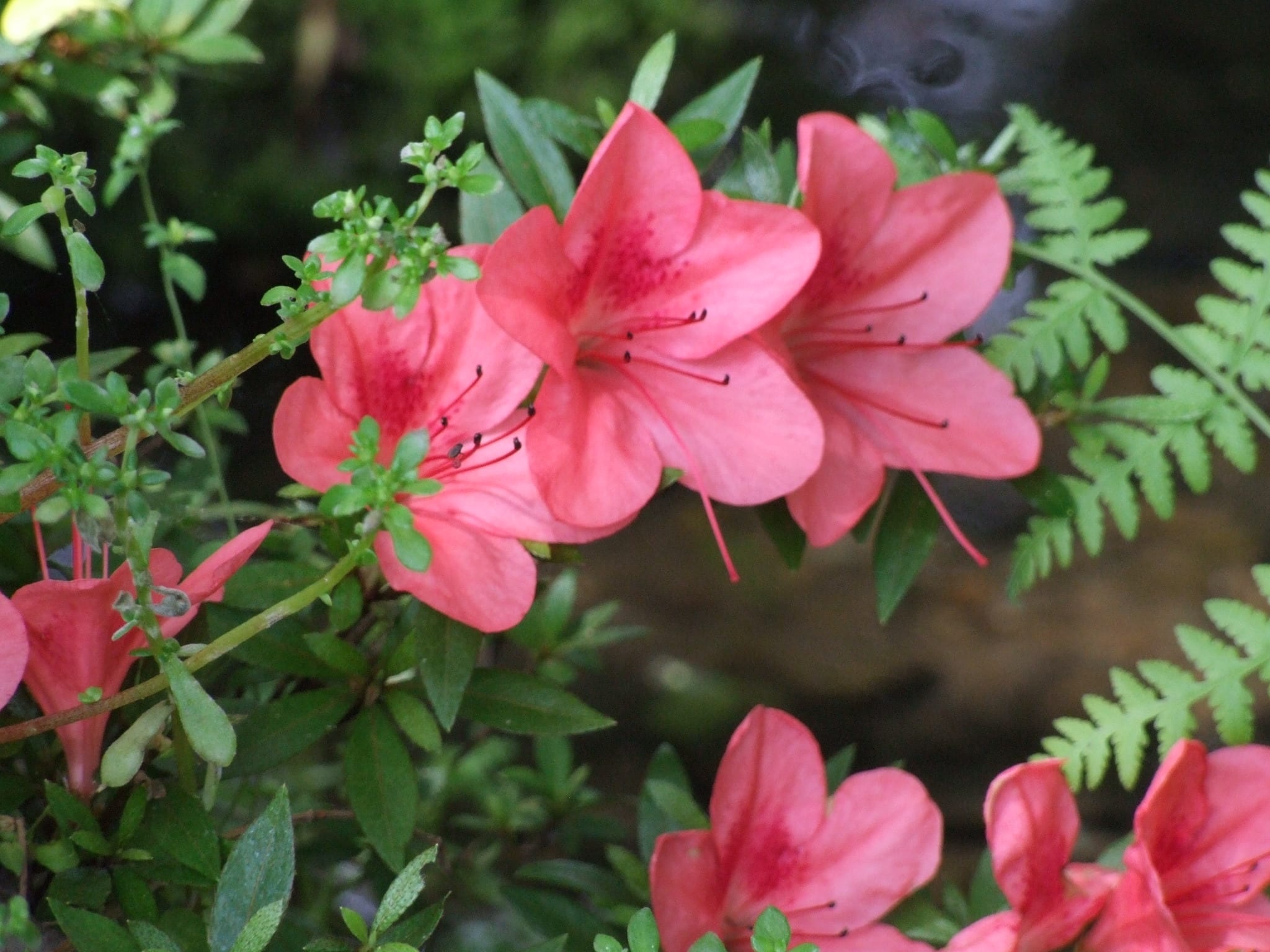 サツキツツジ 皐月躑躅 季節の花 サツキツツジ 皐月躑躅 季節の花