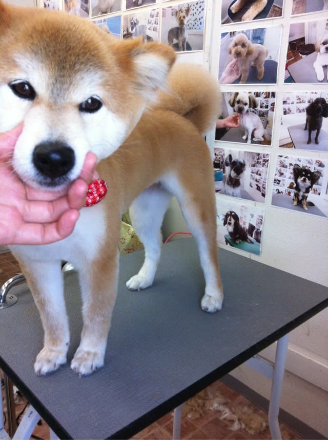 柴犬風カットで可愛く ペット美容saryサリー 柴犬風カットで可愛く ペット美容saryサリー