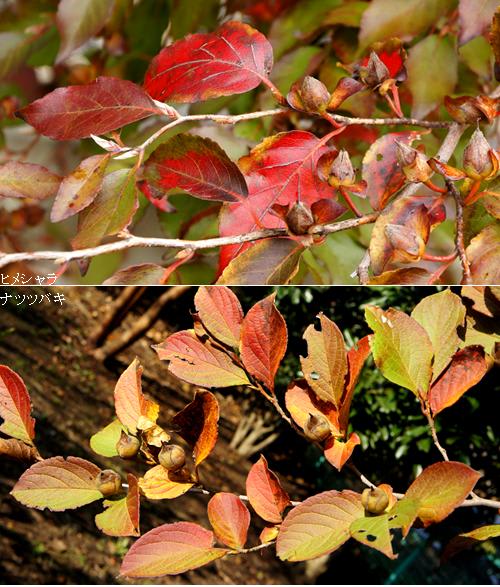 ナツツバキとヒメシャラ 葉 果実 冬芽の実物比較画像 里山コスモスブログ