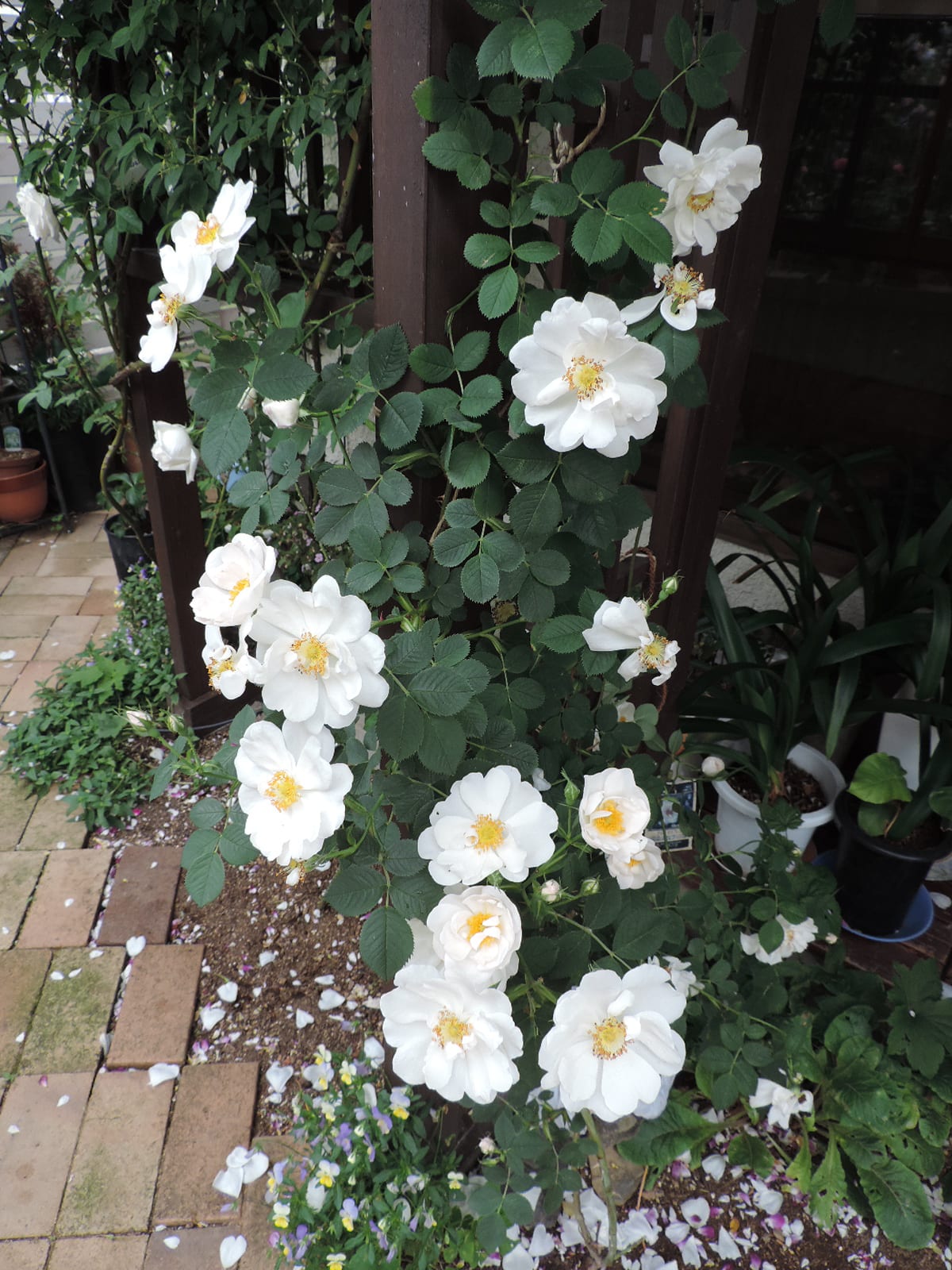 黄色の蕊が可愛い白バラ 四季彩ガーデンにようこそ
