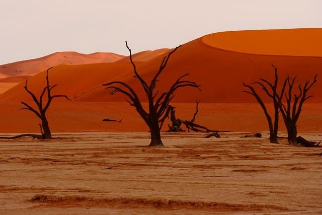ナミビア ナミブ砂漠 Deadvleiデッドフレイ 風と水の記憶 Mitsuhiro S Photo Page 田谷光宏
