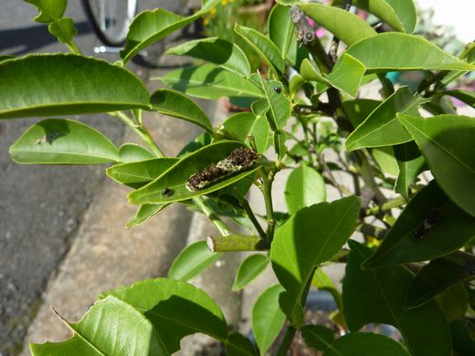 柑橘の虫 趣味の日記