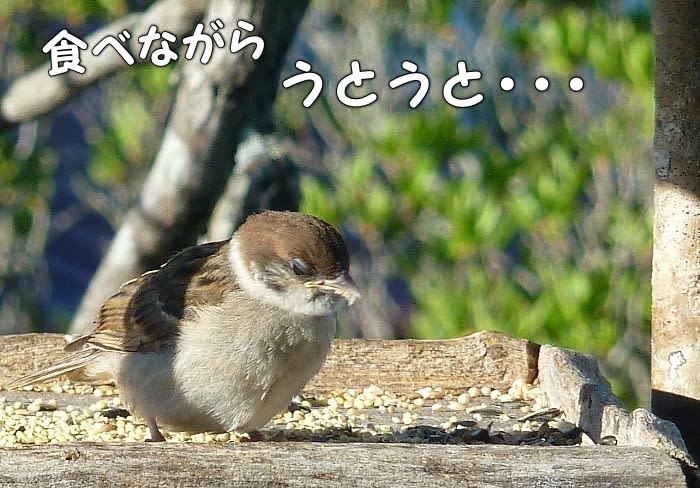 こすずめは食べながら うとうと チックの道草 きのこ こすずめは食べながら うとうと チックの道草 きのこ