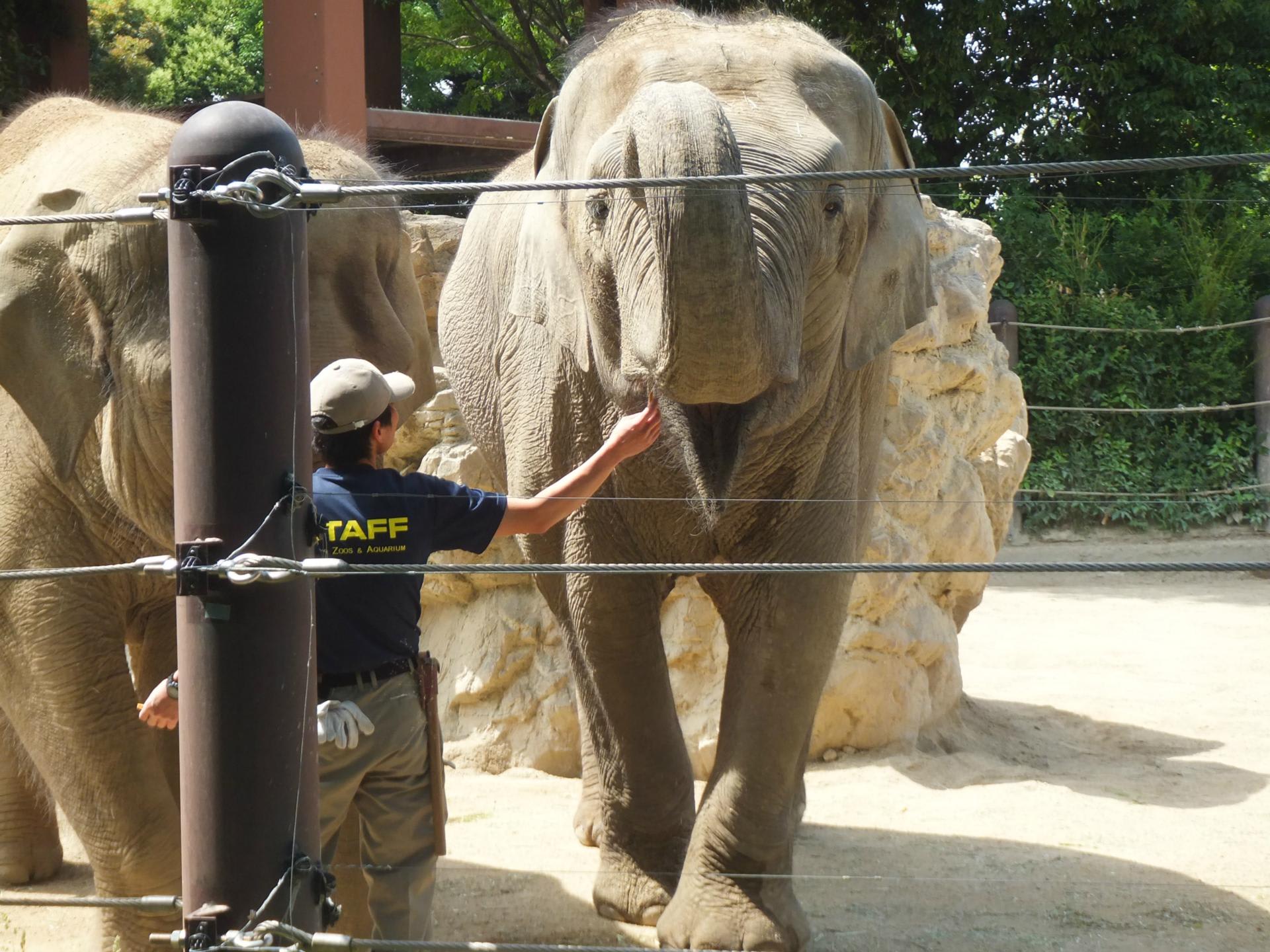 上野動物園だゾウ なおたら日記 上野動物園だゾウ なおたら日記