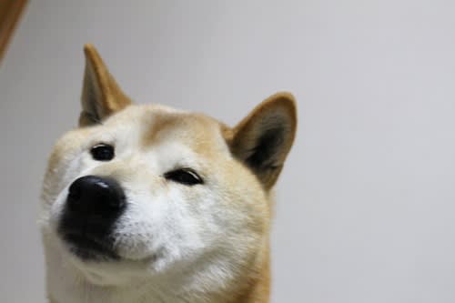 雨の東京ドイツ村 イルミネーション のほほん日和 柴犬周との暮らし 雨の東京ドイツ村 イルミネーション のほほん日和 柴犬周との暮らし