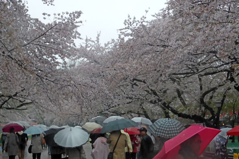 雨の花見 上野公園 写真で綴るすぎさんのブログ 我孫子発信