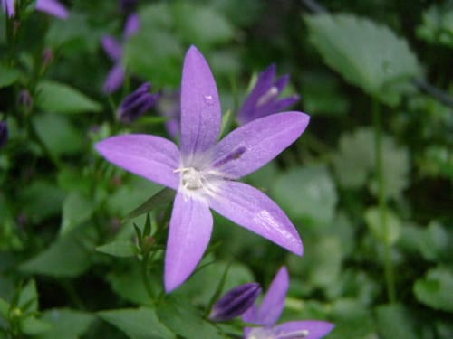 カンパニュラ セルビアン ベルフラワー Serbian Bellflower モノトーンでのときめき