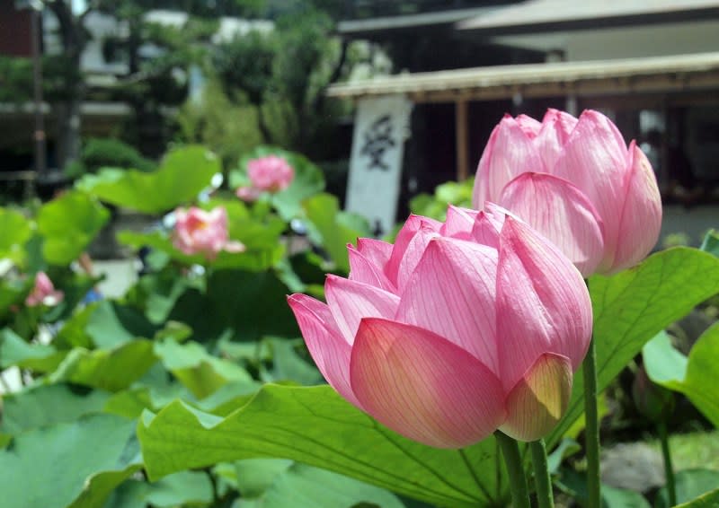 鎌倉 本覚寺のハスが見頃です 2018 四季の風景 鎌倉 本覚寺のハスが見頃です 2018 四季の風景