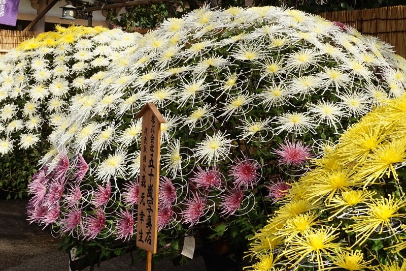 豪華絢爛 湯島天神菊まつり 私の雑談ルーム