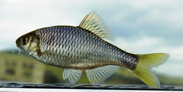 ヤリタナゴだけ確認できた水路 私魚人 あいうおんちゅ 定年親父の魚三昧 タナゴ仕掛けとガサで出会った魚たち