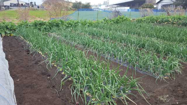 玉葱の冬囲いを撤収しました 野菜作り大好き 車も大好き 冬にはスキーを 何時も楽しく 面白く ありがとうを忘れずに