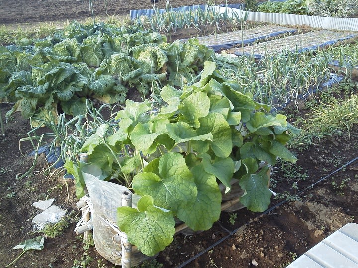 11月30日 袋栽培のサラダゴボウ試しに収穫 ビギナーの家庭菜園