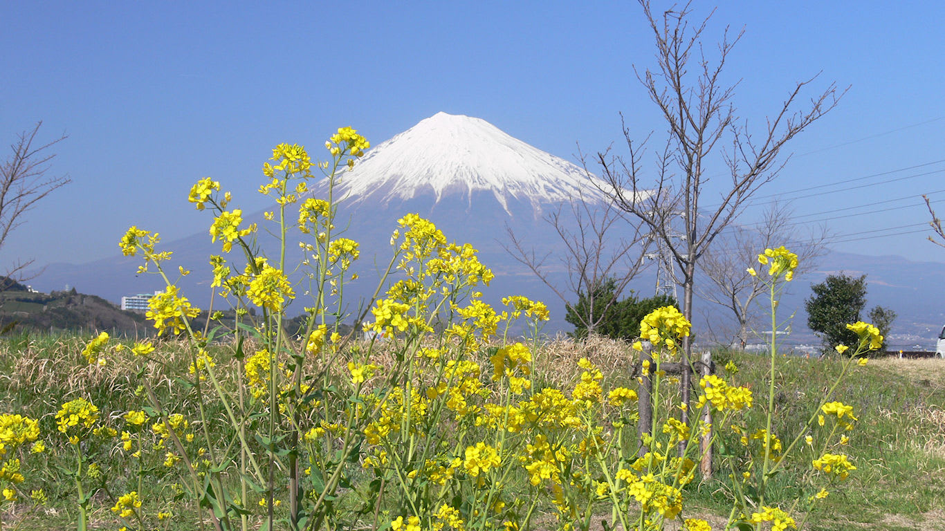 菜の花と富士山 かりがね パソコンときめき応援団 壁紙写真館
