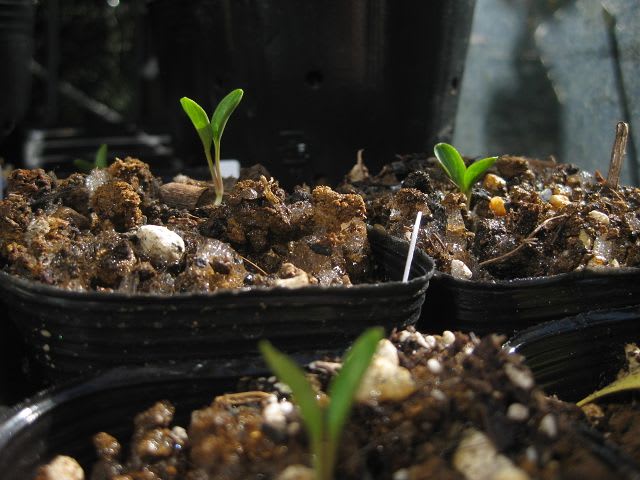 クリスマスローズ 原種 クロアチカス他 Let S Growing A Favorite Perennial Plant