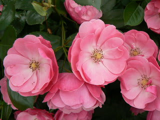 ピンクのつるバラ アンジェラ Angela Peaの植物図鑑