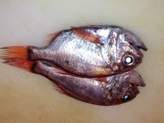深海魚だけに お寿司屋ほまれの自転車操業的日記 深海魚だけに お寿司屋ほまれの自転車操業的日記