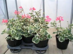 分枝の弱い斑入りのゼラニウム 花色はサーモンピンクにつき Kaluck 花壇苗生産ブログ