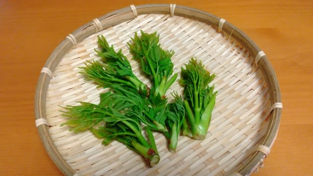 熊本県産のお野菜を買いました - ソプラノ素子の日記♪