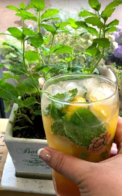 ノンアル モヒート生活 もちこのゆる日記 ノンアル モヒート生活 もちこのゆる日記