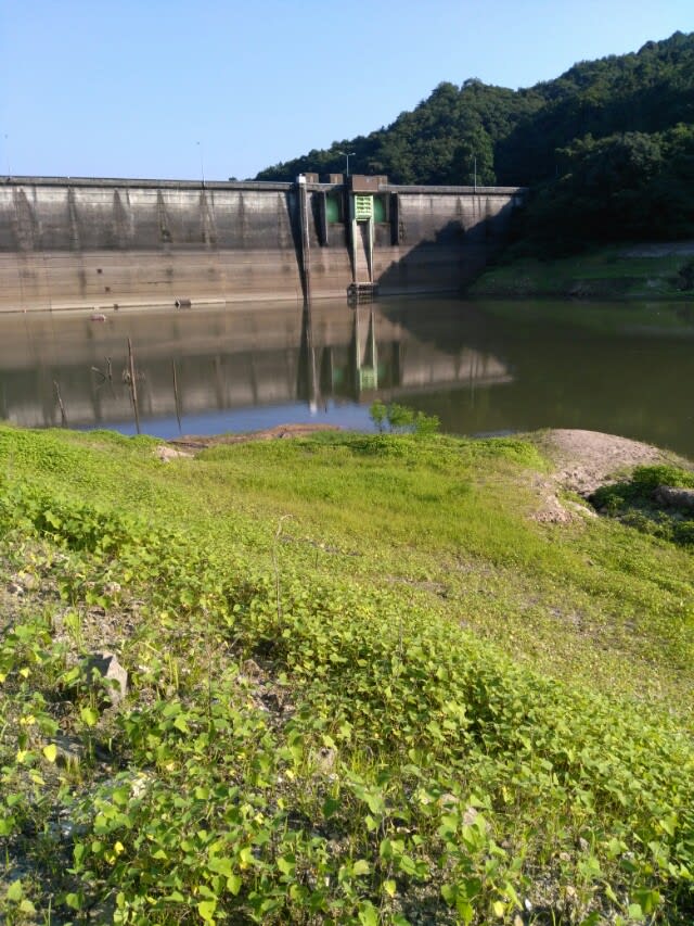 黒杭ダムの底 Uenoのバラ茶