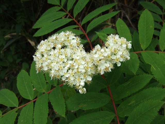 2006.8.3　ヤグルマソウ(矢車草) 蕾み（白馬栂池花散策）ユキノシタ科ヤグルマソウ属。花期：6～7月。草丈：1ｍ位。深山のやや湿り気のある林床などに生える。名前は、この葉のかたちが鯉のぼりの矢車に似ているので付いた。