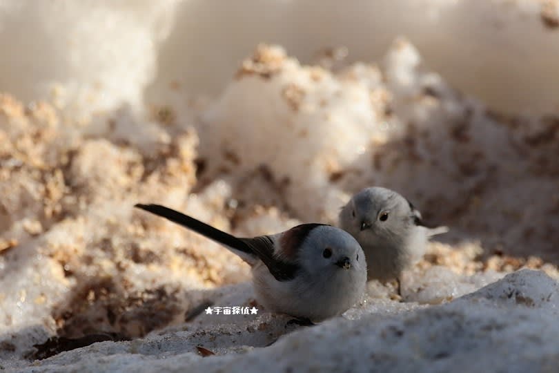 野鳥観察 シマエナガ特集9 宇宙探偵 野鳥観察 シマエナガ特集9 宇宙探偵