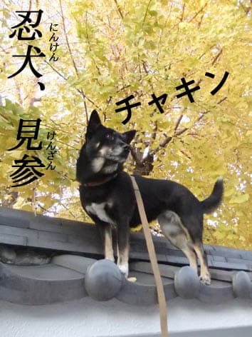 今年最後の里親会 犬のいない生活なんて 忘れちゃった