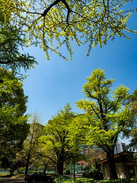 日比谷公園の青空と新緑 - Photo散歩