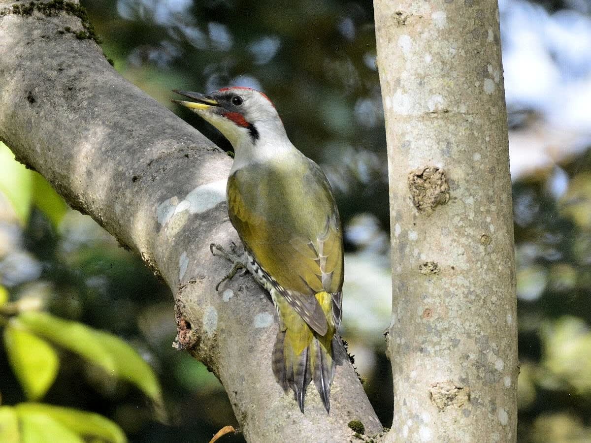 アオゲラ 緑啄木鳥 越中富山いろいろ紹介 アオゲラ 緑啄木鳥 越中富山いろいろ紹介