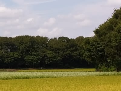 秋の関東平野─田んぼ･そば畑･平地林(里山)