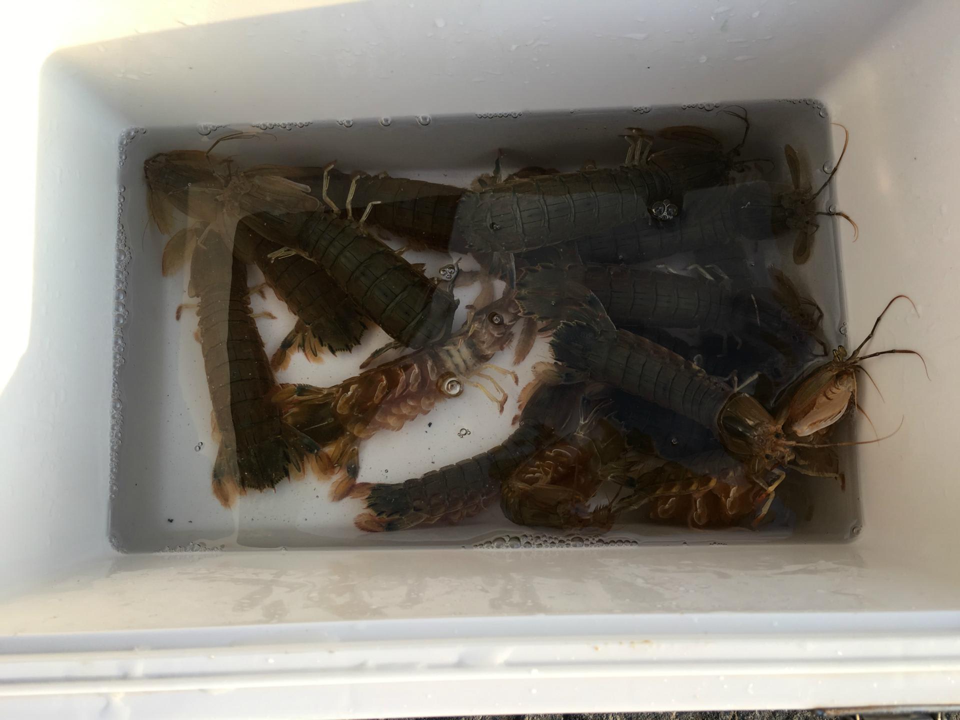 留萌シャコ蝦蛄しゃこ釣り16 Nature Fishing 自然を釣る 留萌シャコ蝦蛄しゃこ釣り16 Nature Fishing 自然を釣る