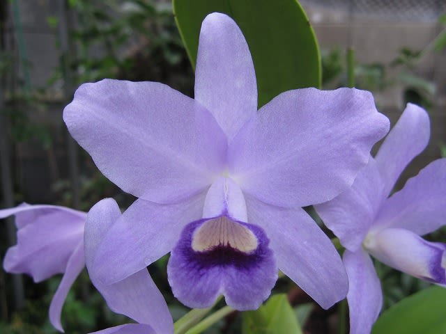 ホーリンぜ✕ケッセルリンギアナ♥️子株付き✨ ホーリンぜ✕ケッセルリンギアナ♥️子株付き✨ エケベリア