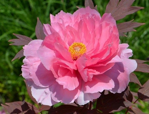 鉢植えボタンの花（２）～「八千代椿」 - Koba の庭～春夏秋冬