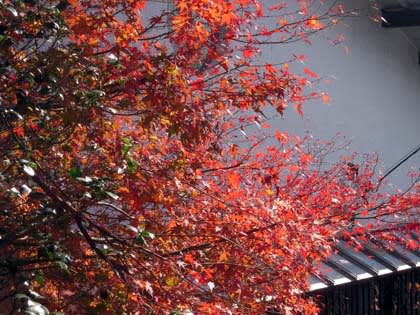 紅葉 あんな事こんな事あったもん