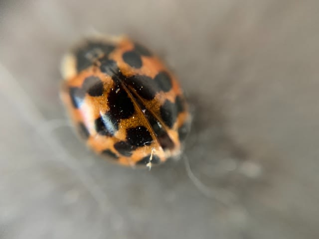 最近の写真 てんとう虫達 深井少佐の甥ブログ とっても気まぐれ
