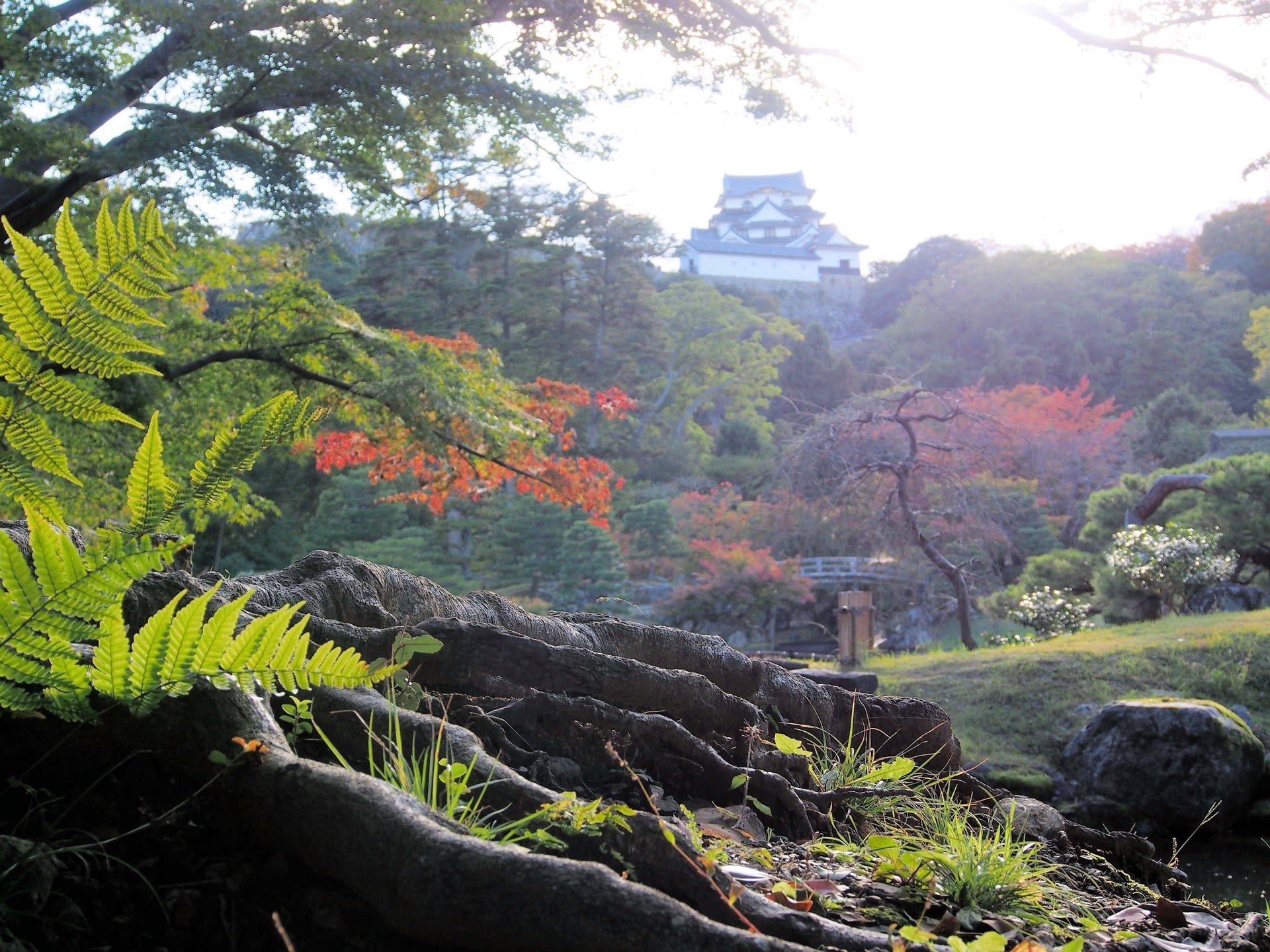 彦根城を撮る！の画像