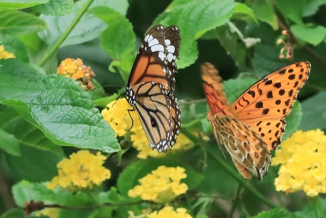 鮮やかな蝶 - 人生は旅です ①