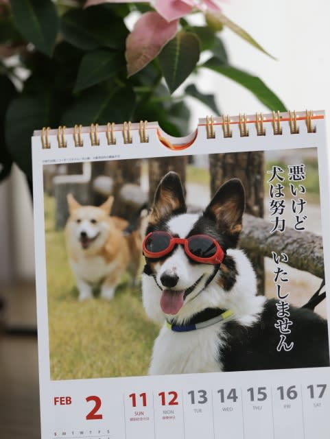 面白犬川柳カレンダー 良いとこ撮り