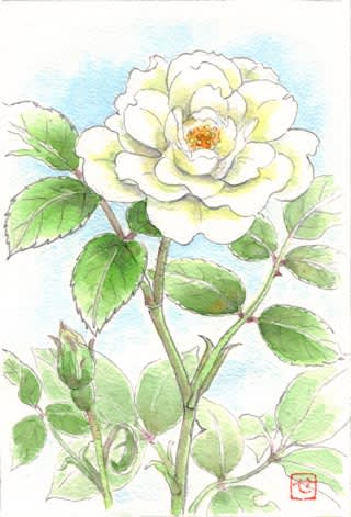 白いバラ おさんぽスケッチ にじいろアトリエ 水彩 色鉛筆イラスト スケッチ