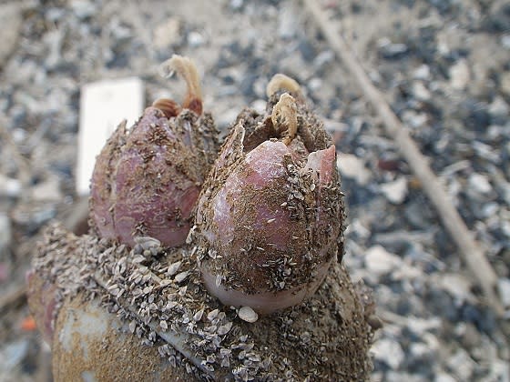 浮きに付着している生き物 アカフジツボとエボシガイ Miracle Nature 世界自然遺産の島 奄美大島