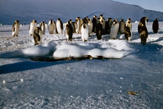 温暖化問題 南極の気温上昇でペンギンに迫る危機 カネログ 日々もくもく