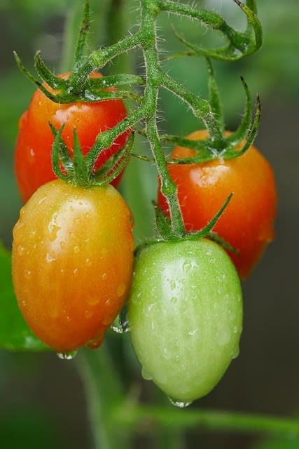 庭のミニトマト クロムの備忘録的ダイアリー