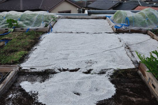 芝生の張替え 風雅庵の日々 芝生の張替え 風雅庵の日々