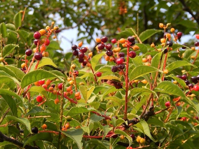 ウワミズザクラ 上溝桜 の実 植物大好き 出会い ときめき 癒し ウワミズザクラ 上溝桜 の実 植物大好き 出会い ときめき 癒し