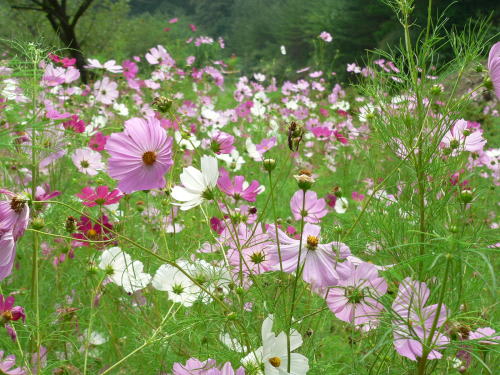 コスモス（秋桜）