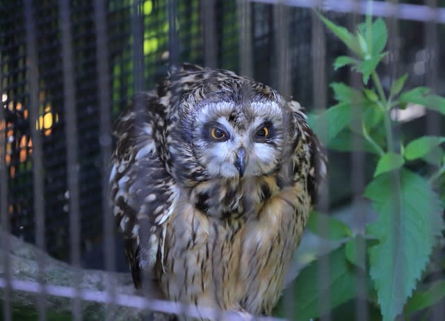 ○初夏のいしかわ動物園（2） 鳥 コミミズク シロフクロウ オシドリ