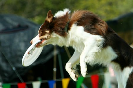 bordercollie_ボーダーコリー