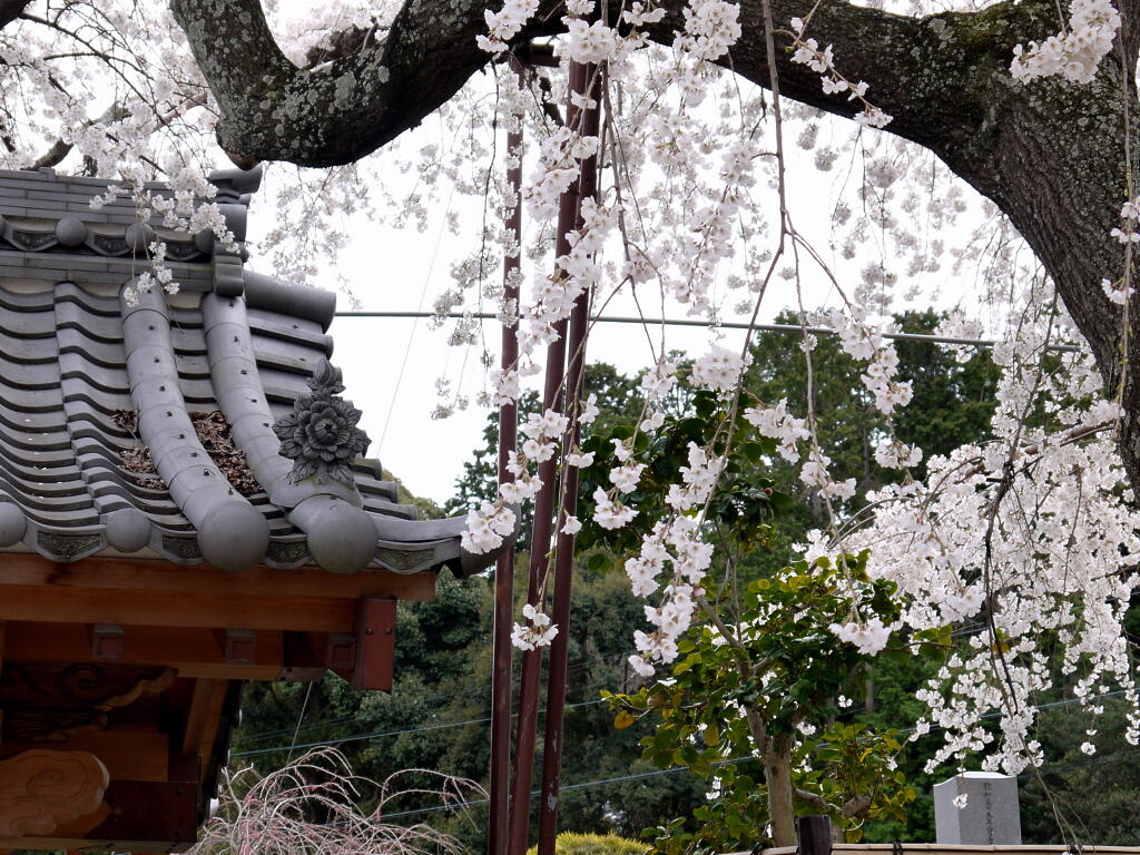 桜と春の花の画像