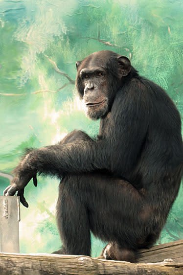 チンパンジー かっこいいだろ 見得 きってるぜ 天王寺動物園 2景 乱鳥の書きなぐり