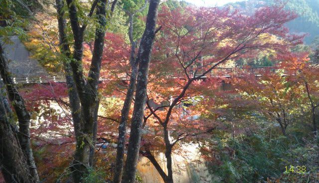 大滝橋の紅葉